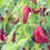 Miniature : Piment d'Espelette (Capsicum annuum)
