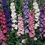 Miniature : Delphinium annuel ou Pied d'Alouette annuel (Consolida Imperial Mix.)
