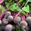 Miniature : Bette rouge (Beta vulgaris)
