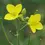 Miniature : Roquette Wasabi (Diplotaxis tenuifolia)