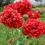 Miniature : Pavot "Diable Rouge" (Papaver)