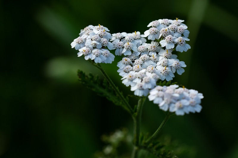 Achillée millefeuille (Achillea)
