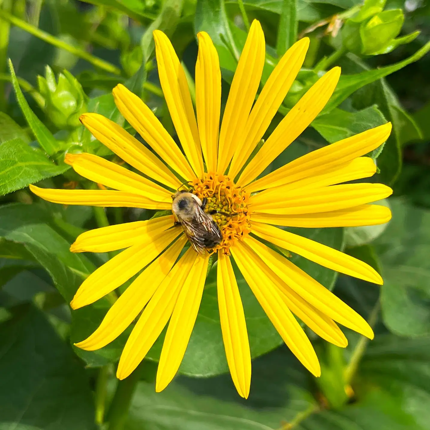 Silphe perfolié (Silphium perfoliatum)