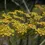 Miniature : Fenouil bronze (Foeniculum vulgare "Purpureum")