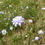 Miniature : Céphalaire de Transylvanie (Cephalaria transylvanica)