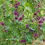 Miniature : Mauve de Mauritanie (Malva sylvestris Mauritania)