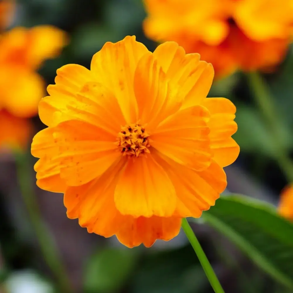 Cosmos sulfureux ou Cosmos de Klondike (Cosmos sulfureus)