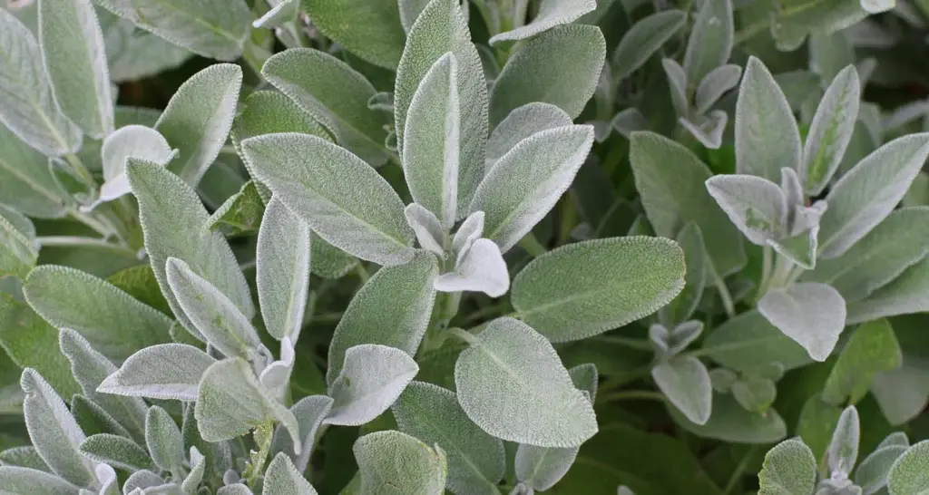Sauge blanche (Salvia splendens)