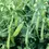 Miniature : Pois gourmand "Bamby" (Pisum sativum)