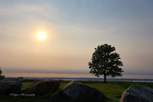 Solitary tree BPI_9566.jpg