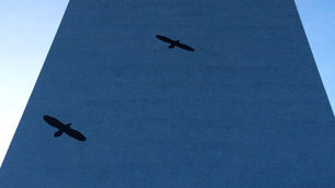 I know that that‘s a tree