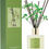 Thumbnail: Cocorrína Reed Diffuser Set, 6.7 oz Clean Linen Scented Diffuser with Sticks H