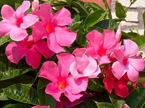 Dipladenia and Mandevilla 101