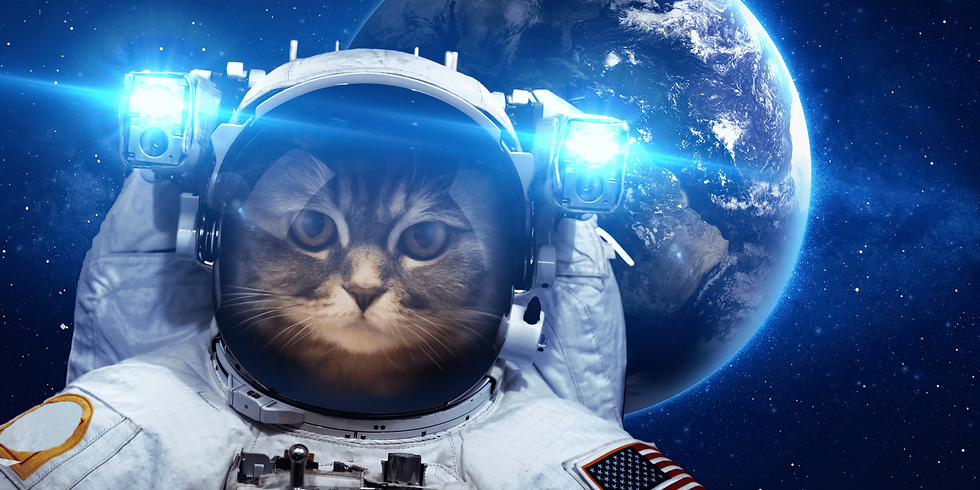 Cat in space