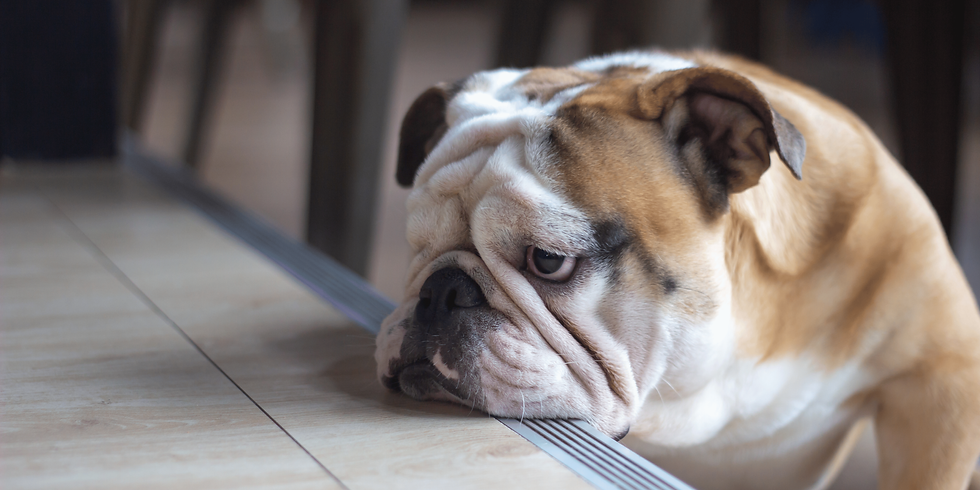 Sad dog resting it's head on a table