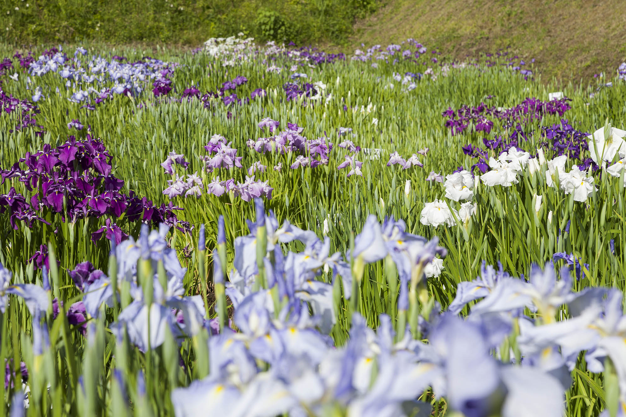 中国地方最多種400種の花しょうぶ