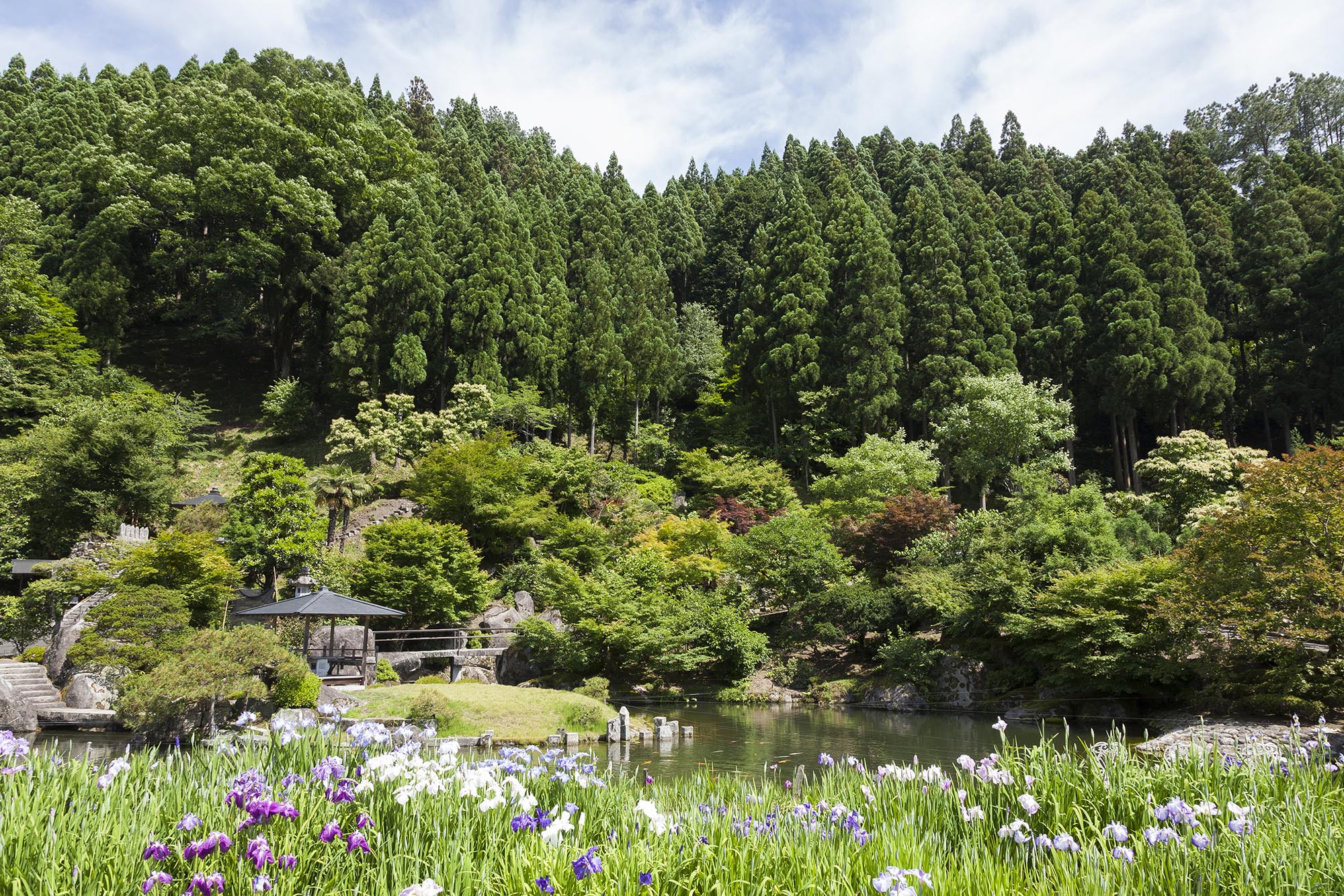 花しょうぶ満開