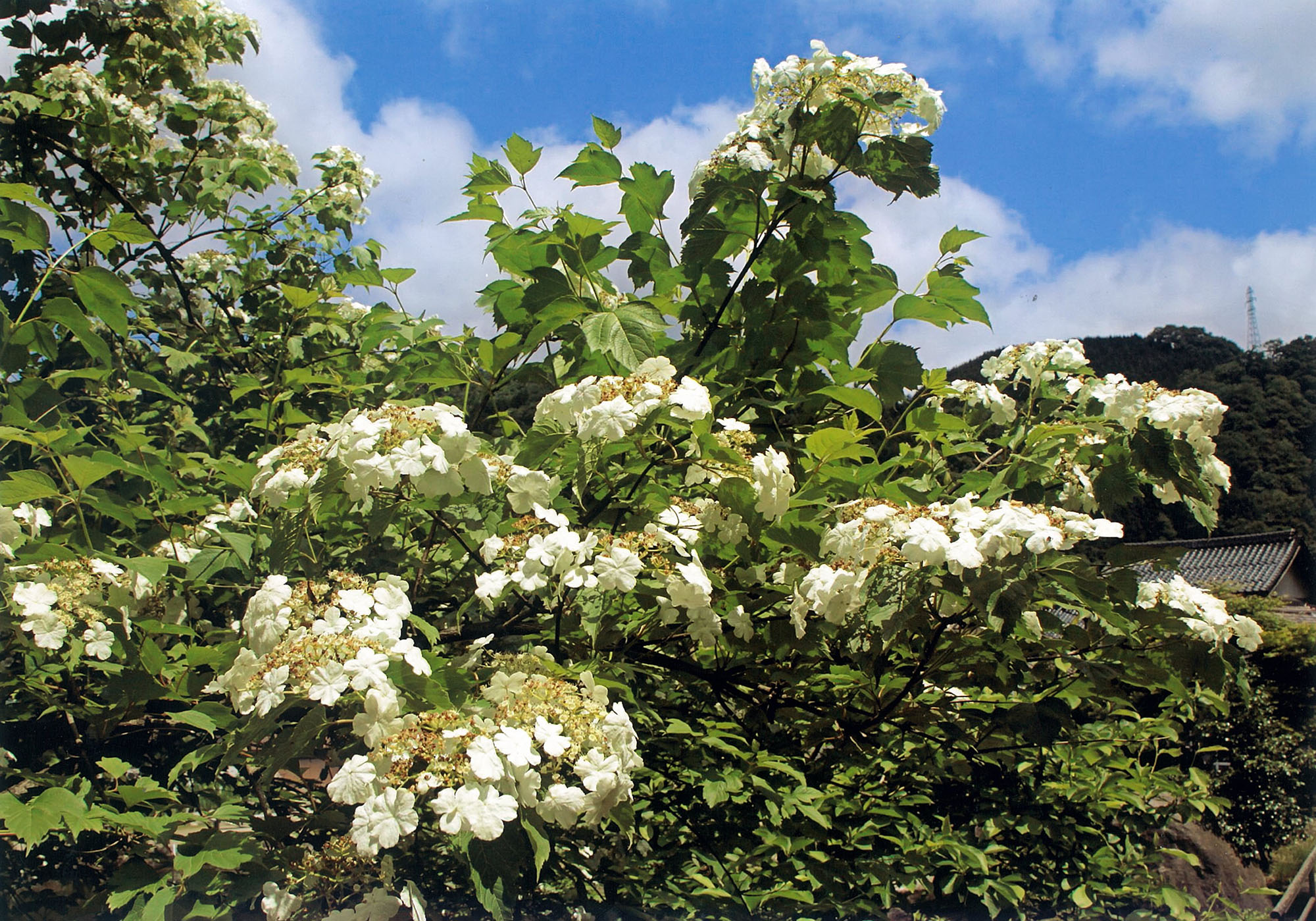 ドウダンツツジの花々