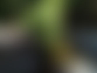 モリアオガエル