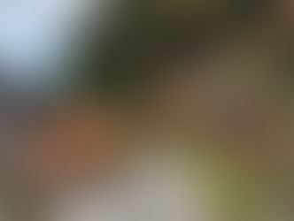 秋の紅葉が見ごろです