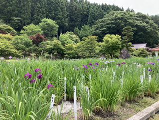 本日６月２日の様子です。だいぶん咲いてきました。