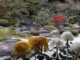 菊花を展示しています