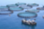 Fluorometers for Aquaculture