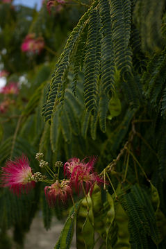 Albizia