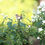 Miniature : Deutzia gracilis