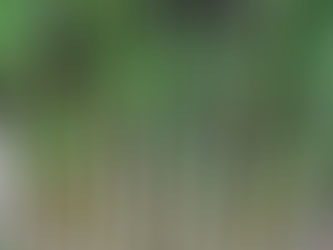 Le Fargesia robusta 'Campbell' : le bambou idéal pour une haie esthétique et sans contraintes