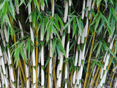 Le Fargesia robusta 'Campbell' : le bambou idéal pour une haie esthétique et sans contraintes