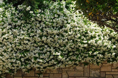jasmin etoile mur.jpg