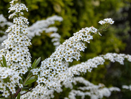 5 arbustes à planter maintenant pour un jardin coloré au printemps