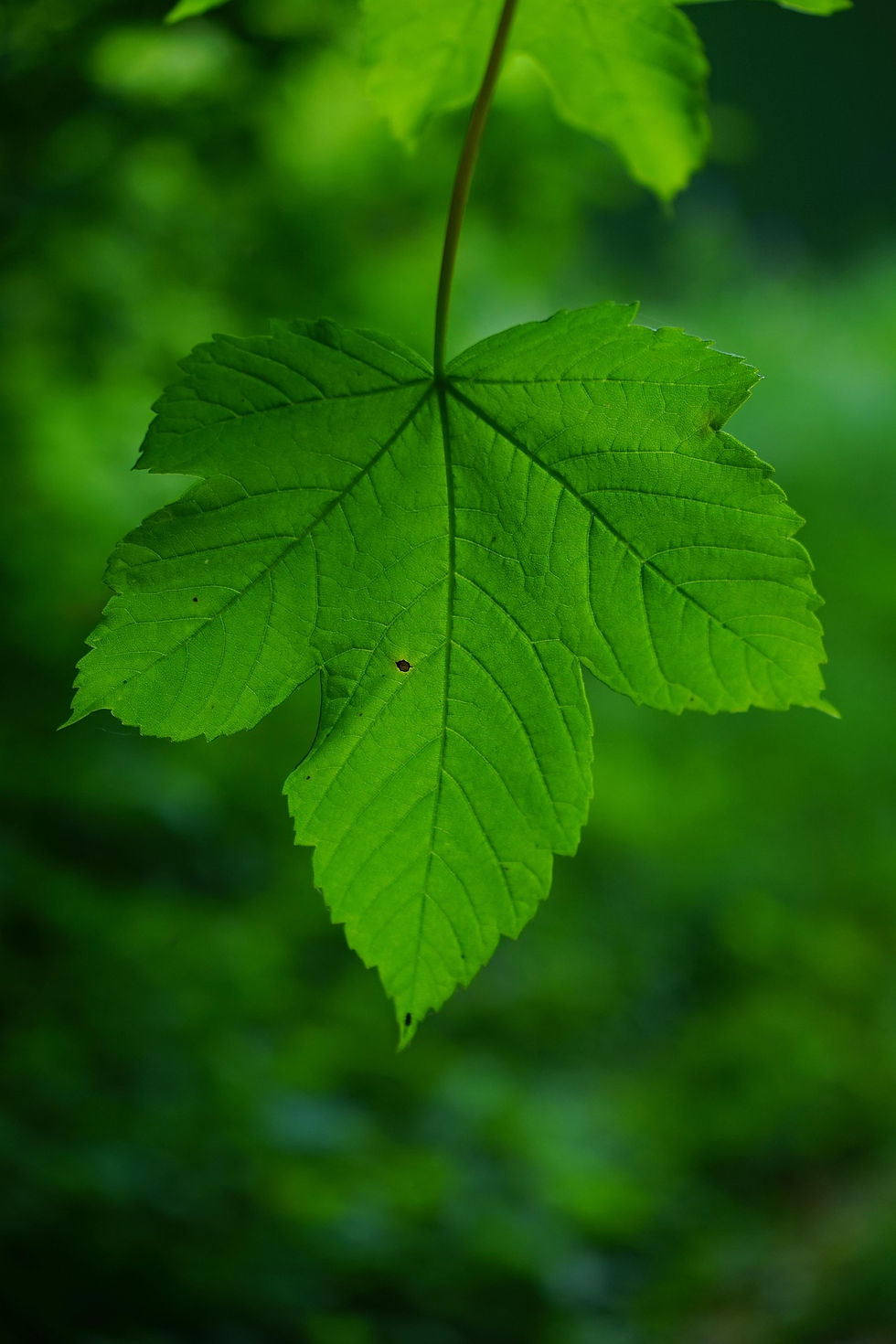 Miniature : Érable sycomore (Acer pseudoplatanus)