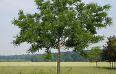 sophora japon.jpg