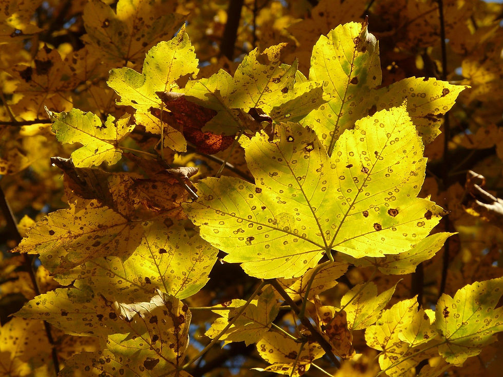 Miniature : Érable sycomore (Acer pseudoplatanus)