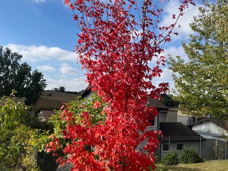 Que faire au jardin en novembre ?