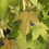 Miniature : Liquidambar Styraciflua ‘Golden Sun’