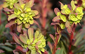euphorbe pourpre fleurs.jpg