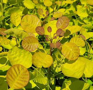 Cotinus_coggygria_Golden_Lady.png