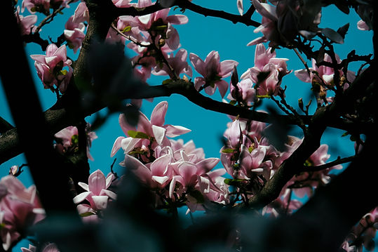 pépinière petits jardins.jpg