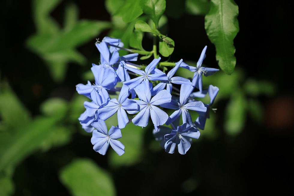 Miniature : Plumbago