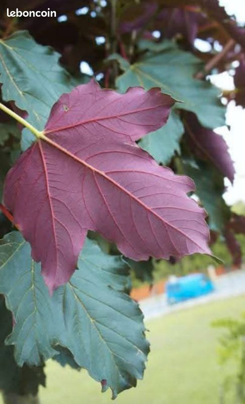 Miniature : Érable sycomore 'Atropurpureum'