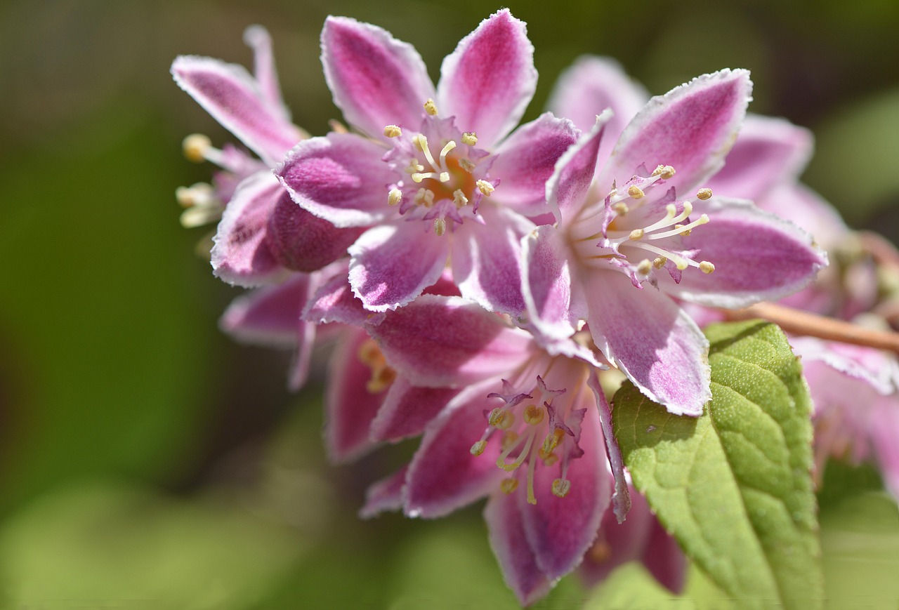 Deutzia Rose