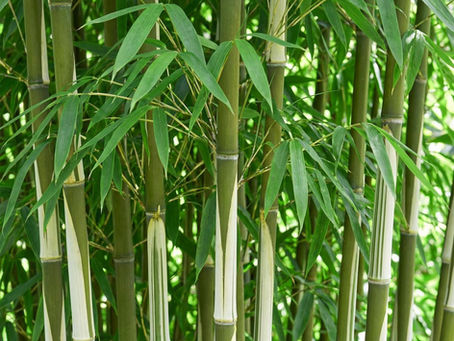 Bambou traçant ou non traçant : lequel choisir pour votre jardin ?