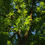 Miniature : Frêne blanc d'amérique - Fraxinus americana