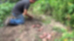 potato harvest.jpg