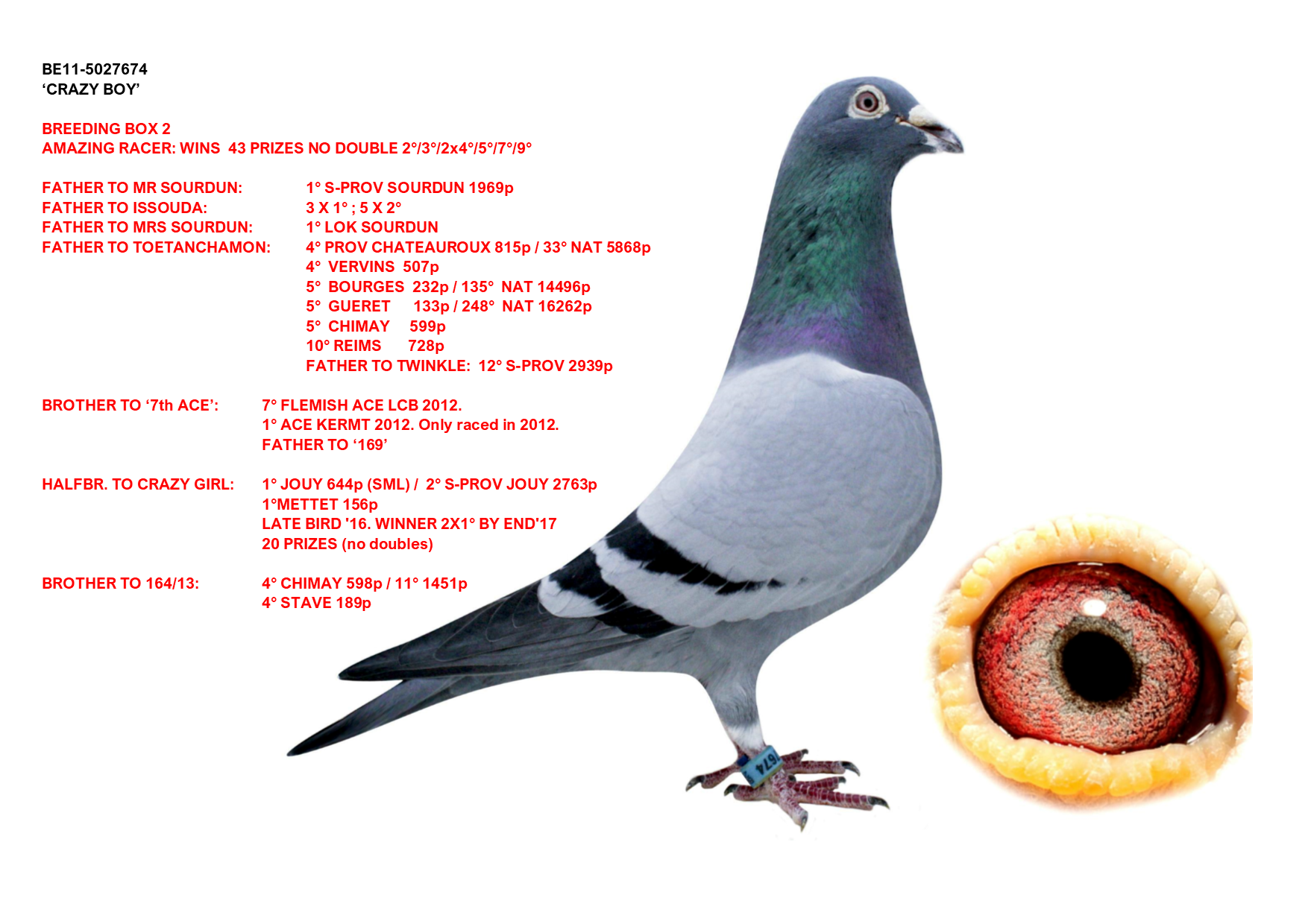 Ruben Hermans Pigeons Belgium Ruben Hermans Pigeons