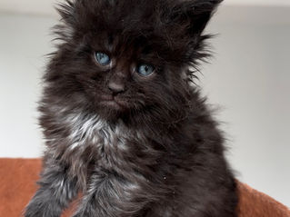 Maine Coon kedileri hakkında bilinmeyen gerçekler!