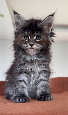 mainecoon-yavrusu-mainecoon-kitten.jpg